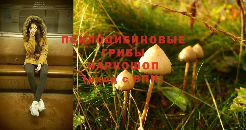 Псилоцибиновые грибы Psilocybine cubensis  купить   Пошехонье 